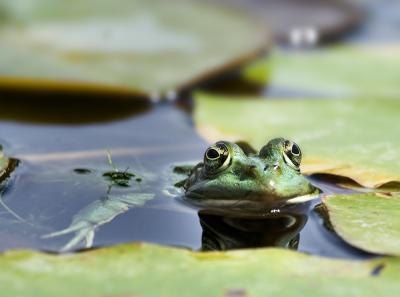 A frog blends in with the lily pads.