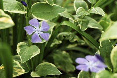 Big Lear Periwinkle also known as Vinca Major ground cover