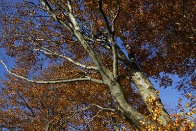 Copper beech trees are renowned for their beauty