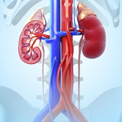Kidney cross section.