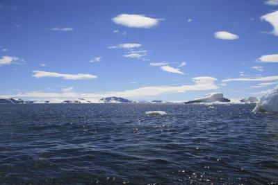 Krill are abundant in colder waters.