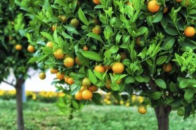 Citrus fruits are very acidic.