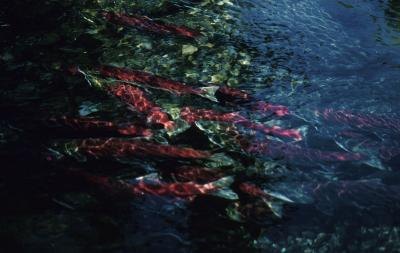Wild salmon.
