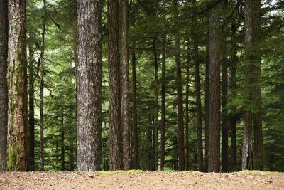 Lumber is produced in Washington State.