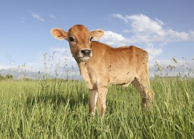 Calf prices vary depending on the season.