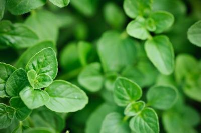 Oregano grows in an herb garden.