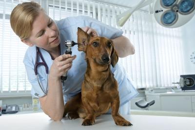 It is a topical disinfectant for pet and livestock wounds.