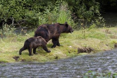 grizzly bears