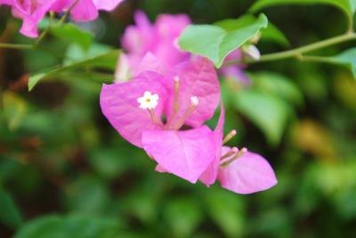 Bugambilia in bloom.