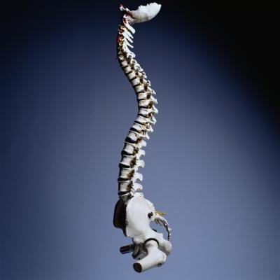 Human spine.
