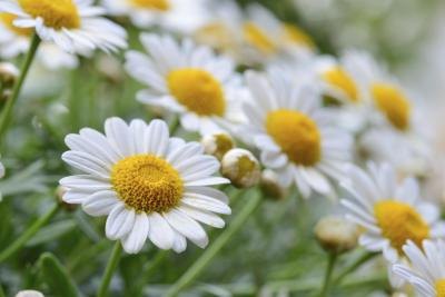 Chamomile has found its way into may facial creams.