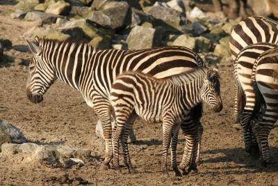 Grey zebras are endangered.
