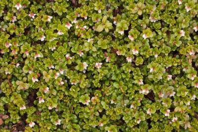 Uva ursi contains arbutin, an active skin lightener.