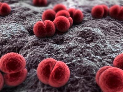 Meningitis bacteria.