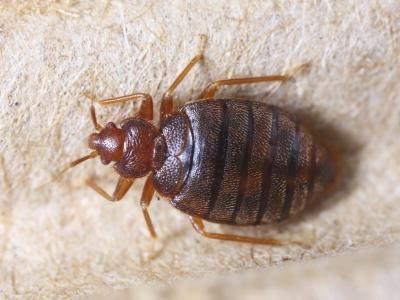 Bed bug.