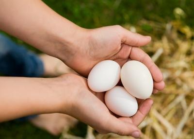You will need to turn the eggs four times a day.