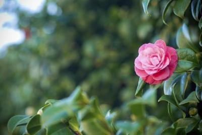 Essential oil from camellia is excellent for maintaining a fresh and healthy face.
