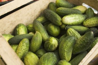 A crate of fresh-picked cucumbers.