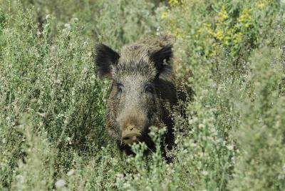 wild boar