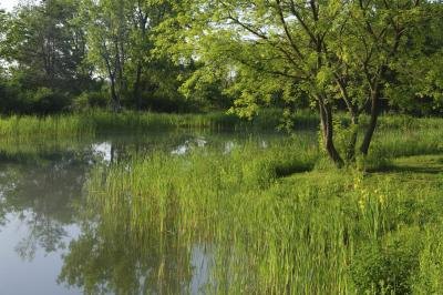 A pond surrounded by vegetation.