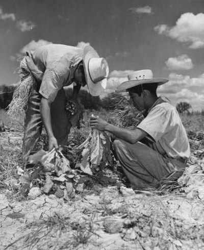 Mexican migrants working on a farm in California, 1940