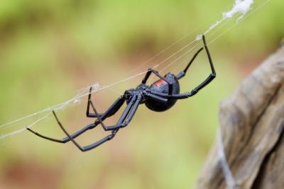Black Widow