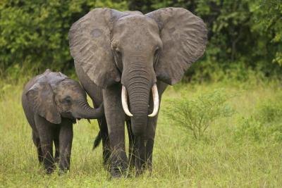 African elephants are hunted for their tusks and meat.