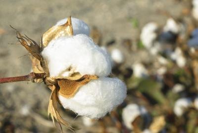 Cotton in field
