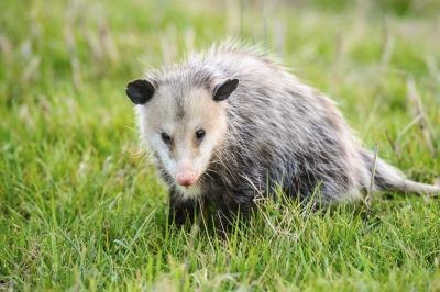 possum in grass field