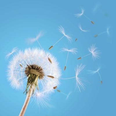 Dandelion with seed flying in th wind