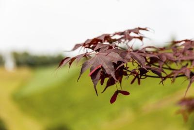 Leaves of the copper beech tree