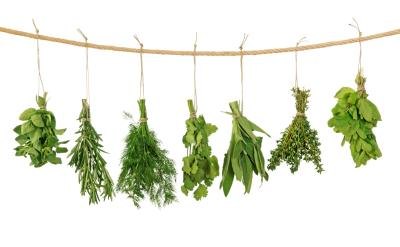 Fresh herbs hanging on a line.