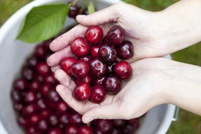 Hands holding fresh cherries.