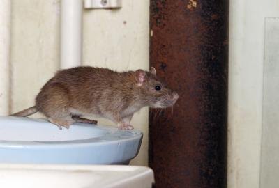 A common rat..