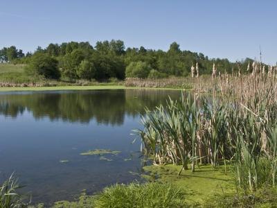 A pond landscape in summertime.