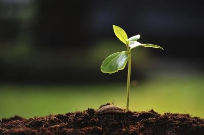 Only use supplements and fertilizers in small and safe dosages.