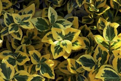 Euonymus fortunei, also known as Wintercreeper ground cover