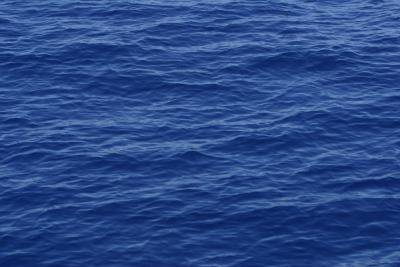 Sole lay on the ocean floor and look up to seek prey.