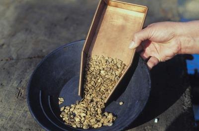 Gold nuggets.
