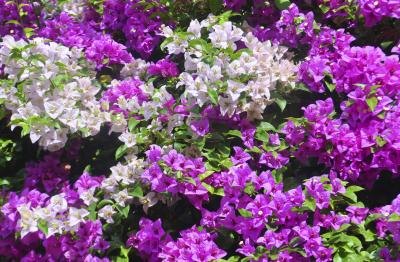 The plants can be pruned at any time of the year.