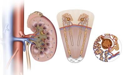 Kidney schematic images.