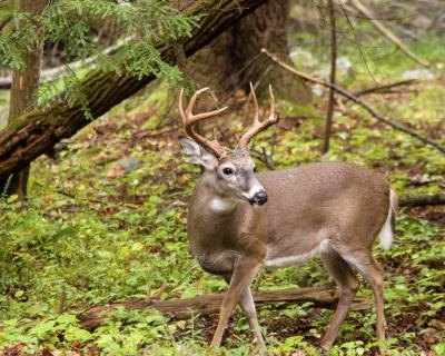 deer in forest