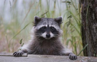 Raccoons infected with rabies may exhibit symptoms of the disease in behavioral changes.