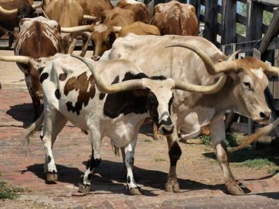 Longhorns at the Fort Worth Stockyards