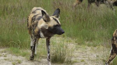 The African wild dog population is under 5,000.