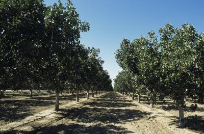 Pistachio Orchard.