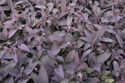 Purple Heart also known a "Wandering Jew" ground cover