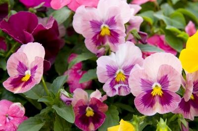 The Pansy is also known as the Viola tricolor.
