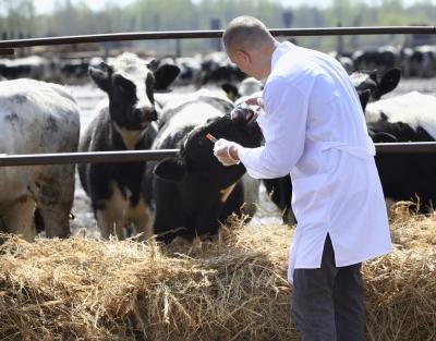 The starting salary for large animal vets was $57,745