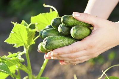 Fresh cucumbers in hand.